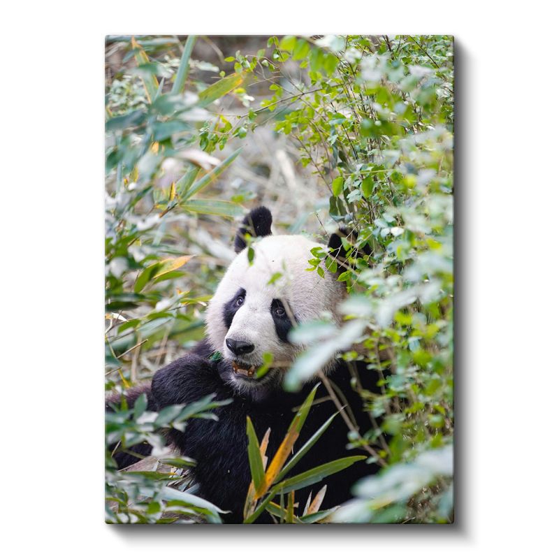 Bambu Pandası - Yeşillikler Arasında Yemek Molası Kanvas Tablo