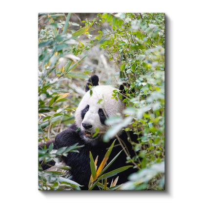 Bambu Pandası - Yeşillikler Arasında Yemek Molası Kanvas Tablo