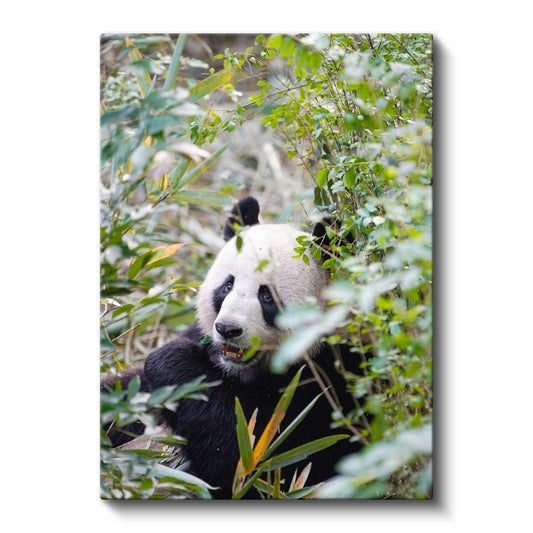 Bambu Pandası - Yeşillikler Arasında Yemek Molası Kanvas Tablo