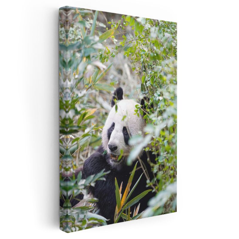 Bambu Pandası - Yeşillikler Arasında Yemek Molası Kanvas Tablo