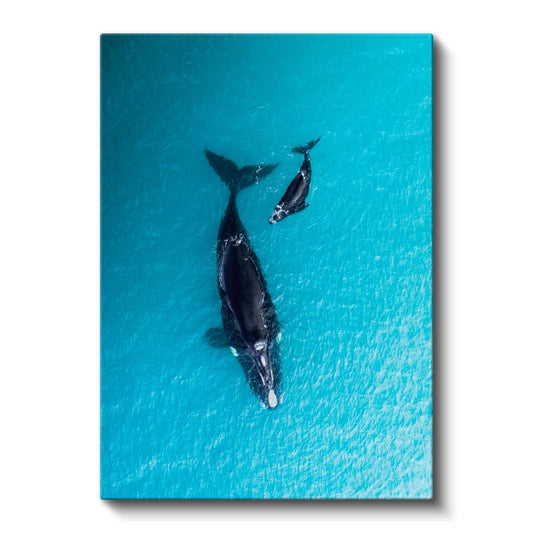 Okyanus Balinaları - Turkuaz Sularda Anne Yavru İkilisi Kanvas Tablo