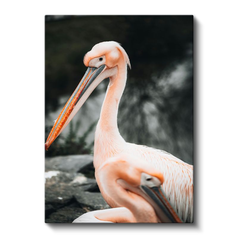 Pembe Pelikanlar - Zarif Duruşlu Uzun Gagalı Kuşlar Kanvas Tablo