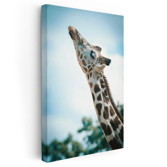 Zürafa Portresi - Gökyüzüne Uzanan Benekli Boyun Kanvas Tablo