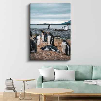 Penguen Kolonisi - Kıyıda Toplanan Siyah Beyaz Dostlar Kanvas Tablo