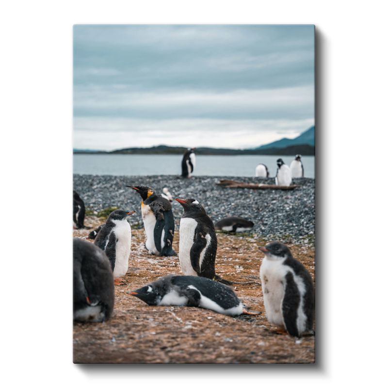Penguen Kolonisi - Kıyıda Toplanan Siyah Beyaz Dostlar Kanvas Tablo
