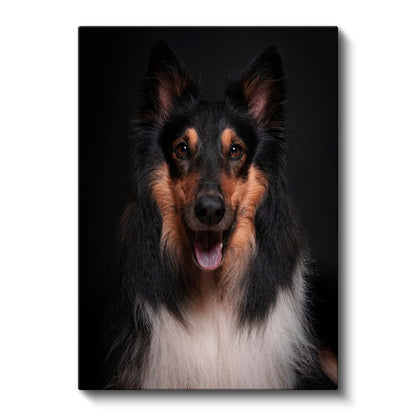 Collie Köpek - Siyah Zeminde Gülümseyen Sadık Dost Kanvas Tablo