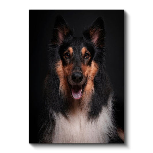 Collie Köpek - Siyah Zeminde Gülümseyen Sadık Dost Kanvas Tablo