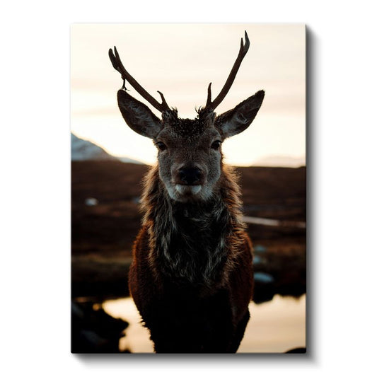 Geyik Portresi - Gün Batımında Heybetli Boynuzlar Kanvas Tablo