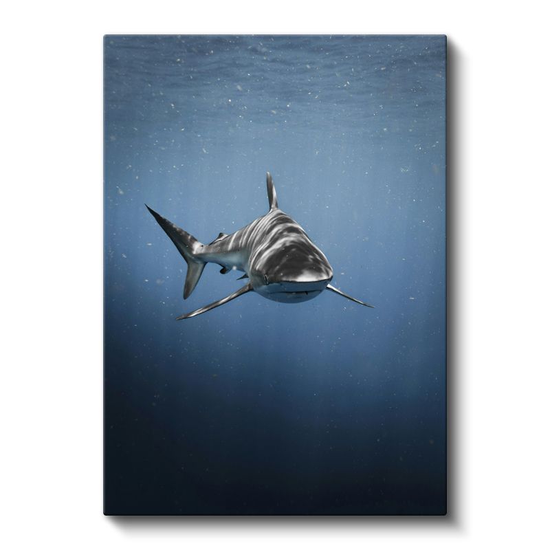 Okyanus Köpekbalığı - Mavi Derinliklerde Yüzen Avcı Kanvas Tablo