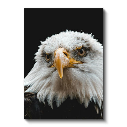 Amerikan Kartalı - Siyah Zeminde Keskin Bakışlı Portre Kanvas Tablo