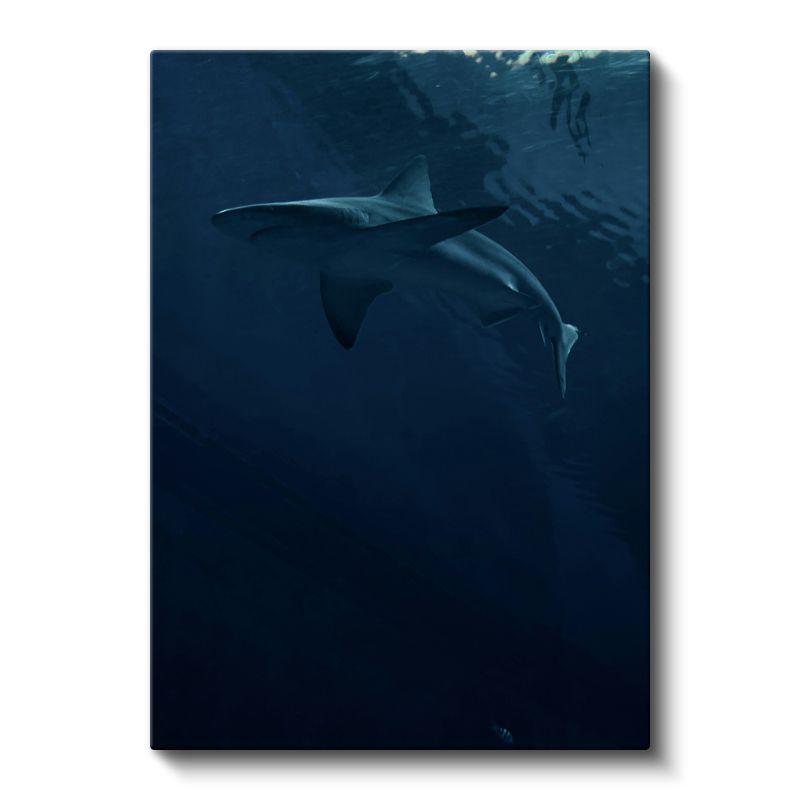 Derin Köpekbalığı - Karanlık Sularda Sessiz Yüzüş Kanvas Tablo