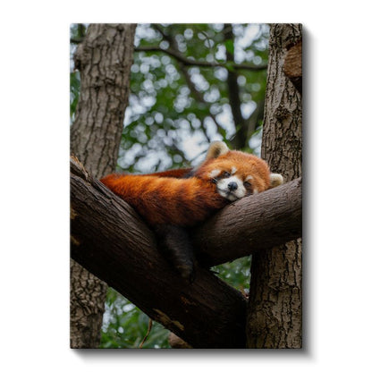 Kızıl Panda - Ağaç Dalında Huzurlu Uyku Kanvas Tablo