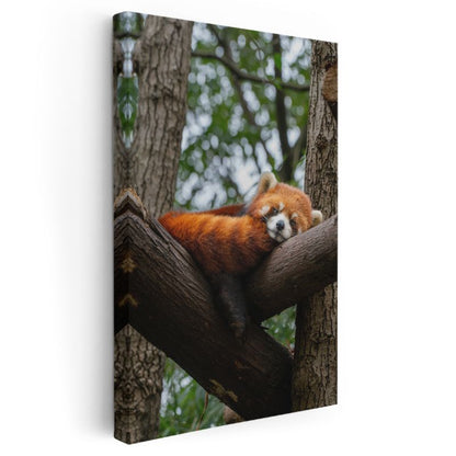 Kızıl Panda - Ağaç Dalında Huzurlu Uyku Kanvas Tablo
