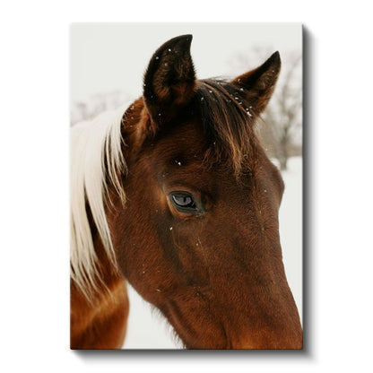 Kahverengi At - Karlı Ortamda Yakın Çekim Portre Kanvas Tablo