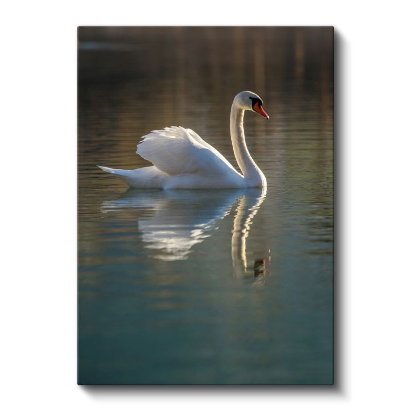 Zarif Kuğu - Sakin Suda Yansımalı Yüzüş Kanvas Tablo