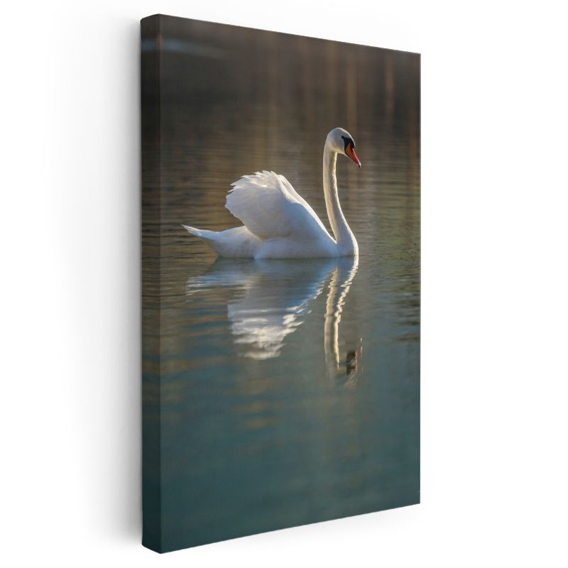 Zarif Kuğu - Sakin Suda Yansımalı Yüzüş Kanvas Tablo
