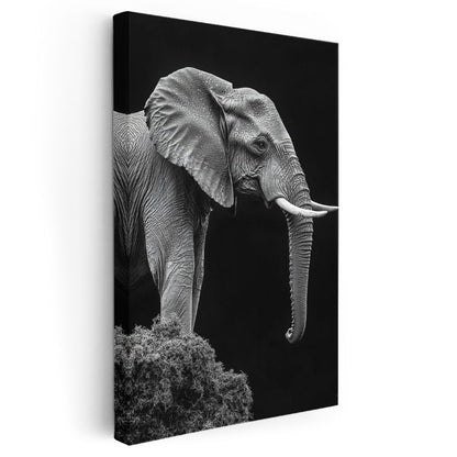 Asil Fil - Siyah Beyaz Detaylı Portre Kanvas Tablo