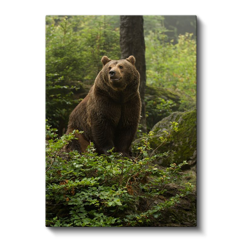Ormanın Bekçisi Ayı - Doğal Yaşam Alanında Heybetli Boz Ayı Kanvas Tablo