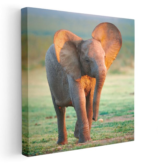Yavru Fil - Savana Çayırlarının Sevimli Gezgini Kanvas Tablo