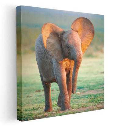 Yavru Fil - Savana Çayırlarının Sevimli Gezgini Kanvas Tablo