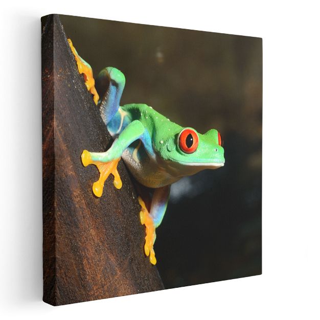 Ağaç Kurbağası - Tropikal Ormanların Renkli Avcısı Kanvas Tablo