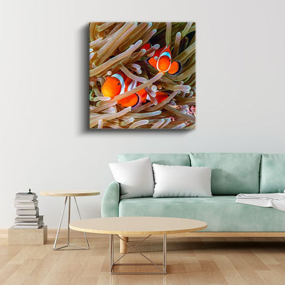 Palyaço Balıkları - Deniz Anemonları Arasında Saklanan İkili Kanvas Tablo