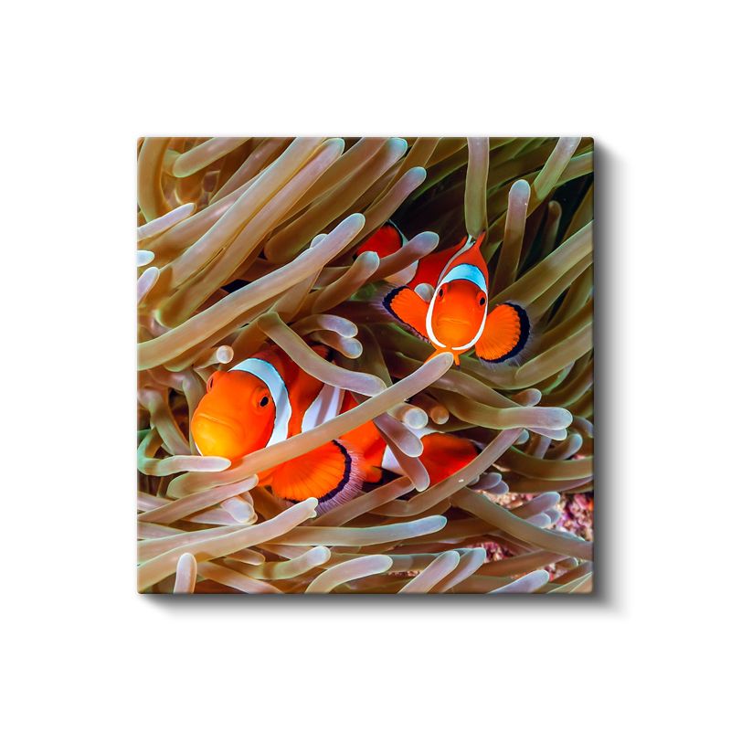 Palyaço Balıkları - Deniz Anemonları Arasında Saklanan İkili Kanvas Tablo