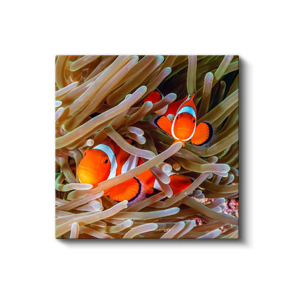 Palyaço Balıkları - Deniz Anemonları Arasında Saklanan İkili Kanvas Tablo