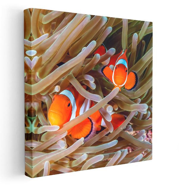Palyaço Balıkları - Deniz Anemonları Arasında Saklanan İkili Kanvas Tablo