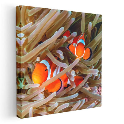 Palyaço Balıkları - Deniz Anemonları Arasında Saklanan İkili Kanvas Tablo