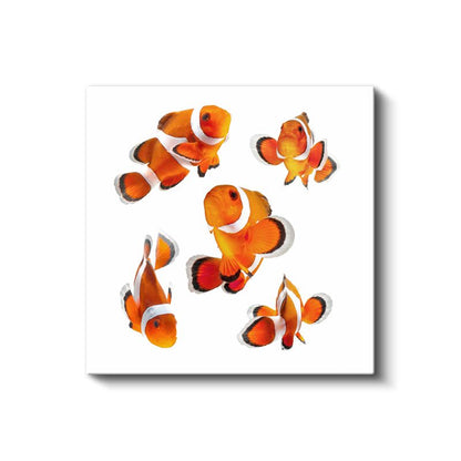 Turuncu Palyaço Balıkları - Okyanus Yıldızlarının Dans Koreografisi Kanvas Tablo
