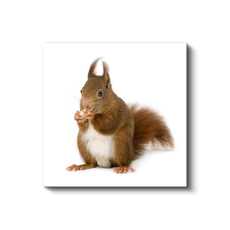 Fındık Yiyen Sincap - Ormanın Çevik Sakini Kanvas Tablo