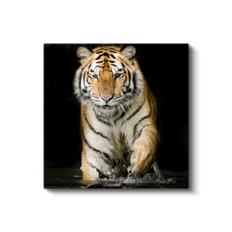 Suda Yürüyen Kaplan - Vahşi Doğanın Çizgili Avcısı Kanvas Tablo