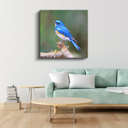 Mavi Ötleğen Kuşu - Dalda Konaklayan Gökyüzü Mücevheri Kanvas Tablo