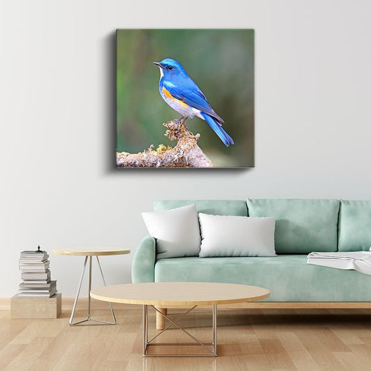 Mavi Ötleğen Kuşu - Dalda Konaklayan Gökyüzü Mücevheri Kanvas Tablo