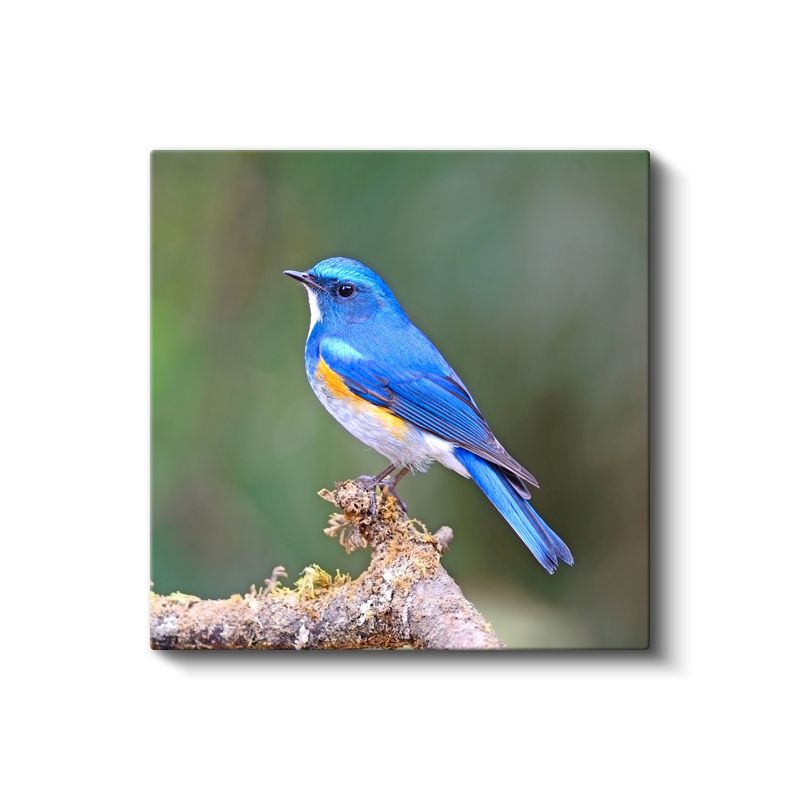 Mavi Ötleğen Kuşu - Dalda Konaklayan Gökyüzü Mücevheri Kanvas Tablo