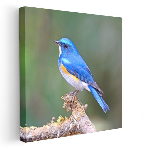 Mavi Ötleğen Kuşu - Dalda Konaklayan Gökyüzü Mücevheri Kanvas Tablo