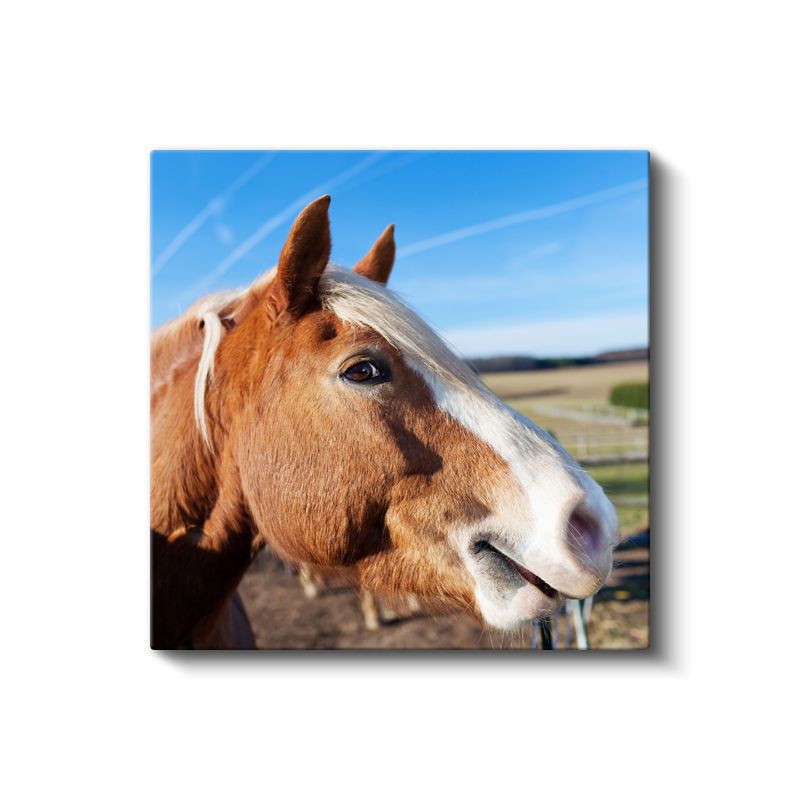 At Portresi - Çiftliğin Asil Yoldaşı Kanvas Tablo