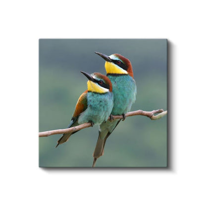 Renkli Arıkuşları - Dal Üzerinde Bekleyen İkili Kanvas Tablo