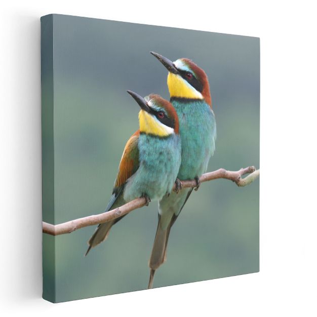 Renkli Arıkuşları - Dal Üzerinde Bekleyen İkili Kanvas Tablo