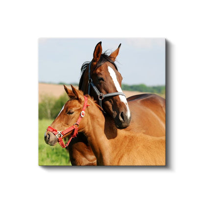 Anne ve Yavru At - Çayırların Sevgi Dolu İkilisi Kanvas Tablo