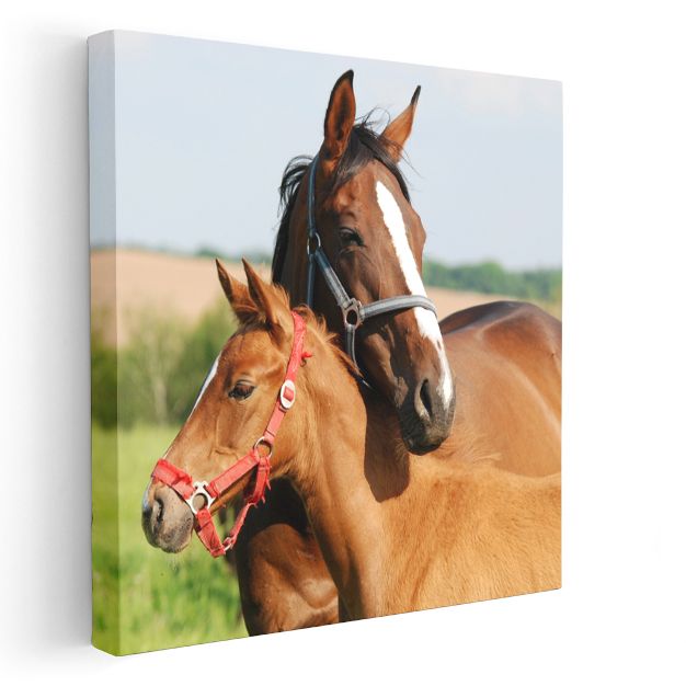 Anne ve Yavru At - Çayırların Sevgi Dolu İkilisi Kanvas Tablo