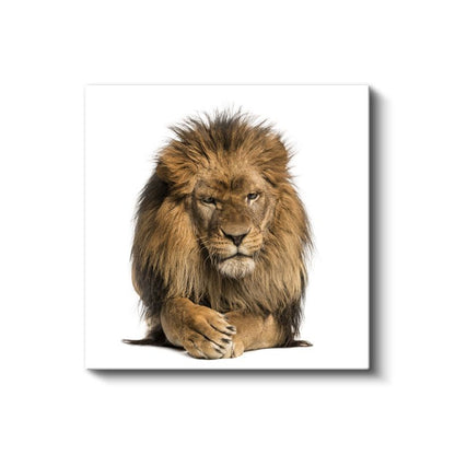 Aslan Portresi - Savanların Gururlu Kralı Kanvas Tablo