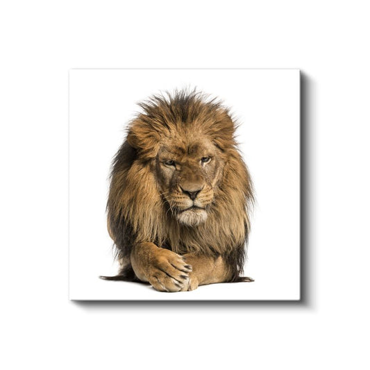 Aslan Portresi - Savanların Gururlu Kralı Kanvas Tablo
