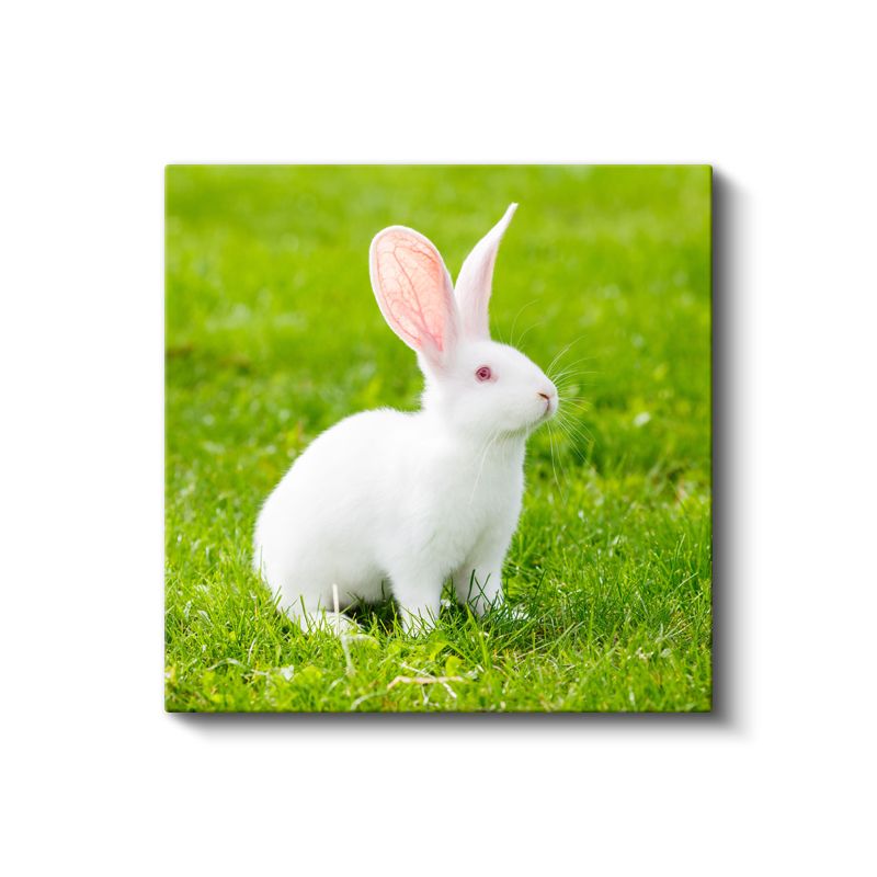 Beyaz Tavşan - Çimenlerde Meraklı Bakışlar Kanvas Tablo