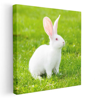 Beyaz Tavşan - Çimenlerde Meraklı Bakışlar Kanvas Tablo