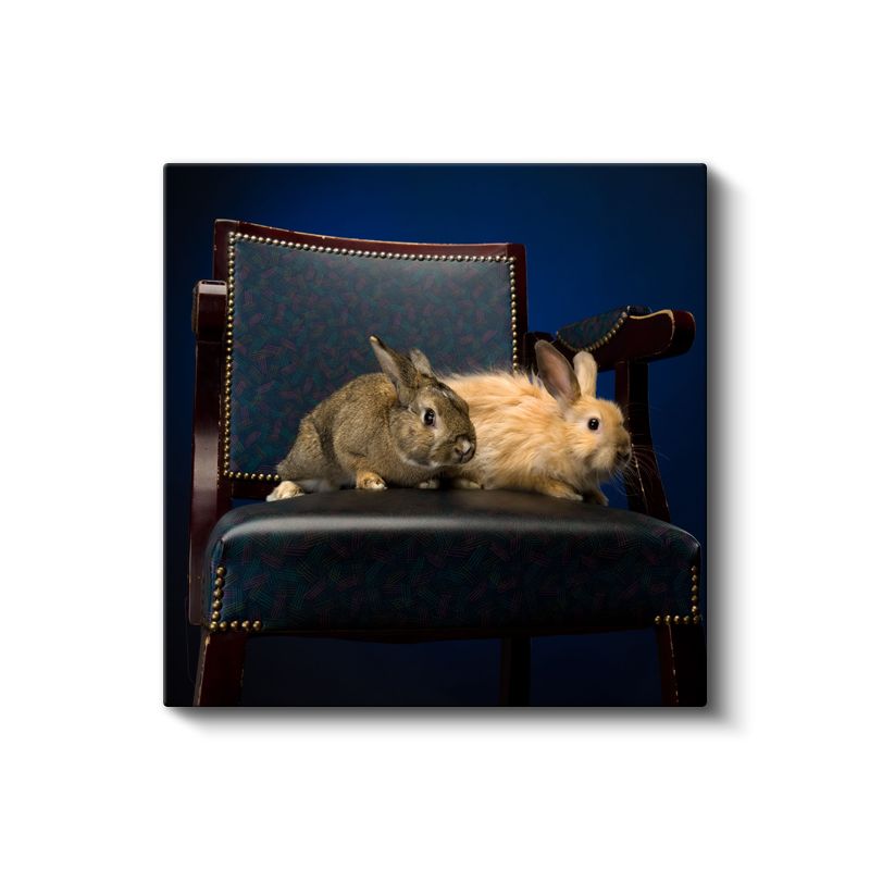 Koltukta Tavşanlar - Zarif İkili Dostluk Portresi Kanvas Tablo