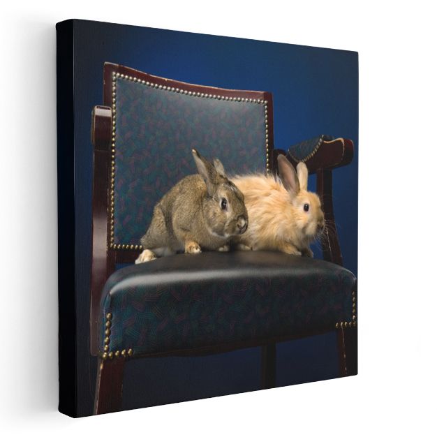 Koltukta Tavşanlar - Zarif İkili Dostluk Portresi Kanvas Tablo