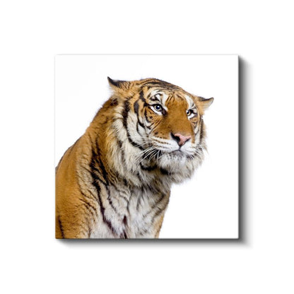 Kaplan Portresi - Asil Bakışların Yakın Çekimi Kanvas Tablo