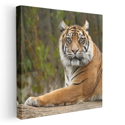 Dinlenen Kaplan - Doğal Yaşamın Huzurlu Anı Kanvas Tablo